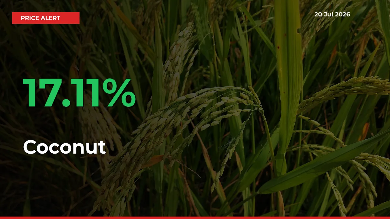 Sharp Jump! Coconut Prices Climb 17.11% in 24 Hours at Key Mandis