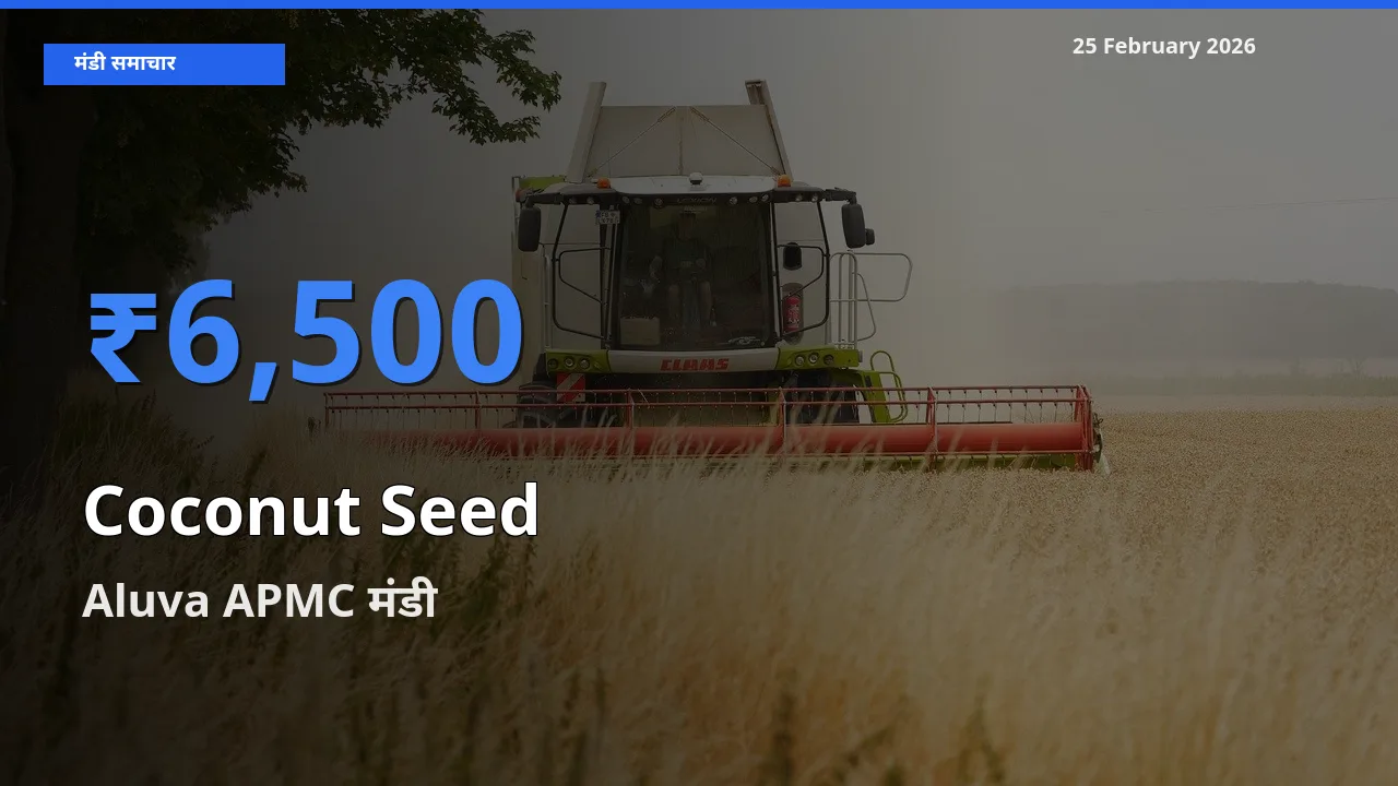 आज Coconut Seed के सबसे ऊँचे दाम ₹6,500 Aluva APMC मंडी में