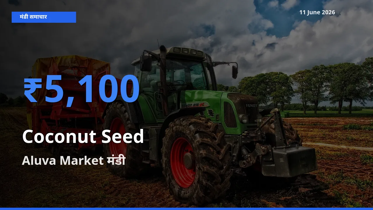 Aluva Market मंडी में आज नारियल का बीज के सबसे ऊँचे दाम दर्ज