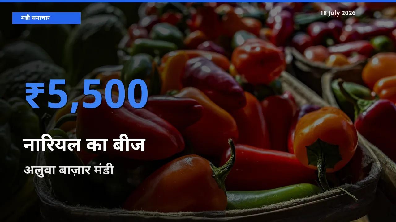 आज नारियल का बीज के सबसे ज़्यादा दाम अलुवा बाज़ार मंडी में दर्ज