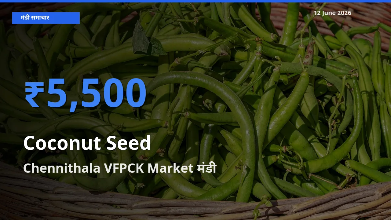 टॉप मंडी बना Chennithala VFPCK Market! नारियल का बीज के सबसे ऊँचे दाम यहीं दर्ज