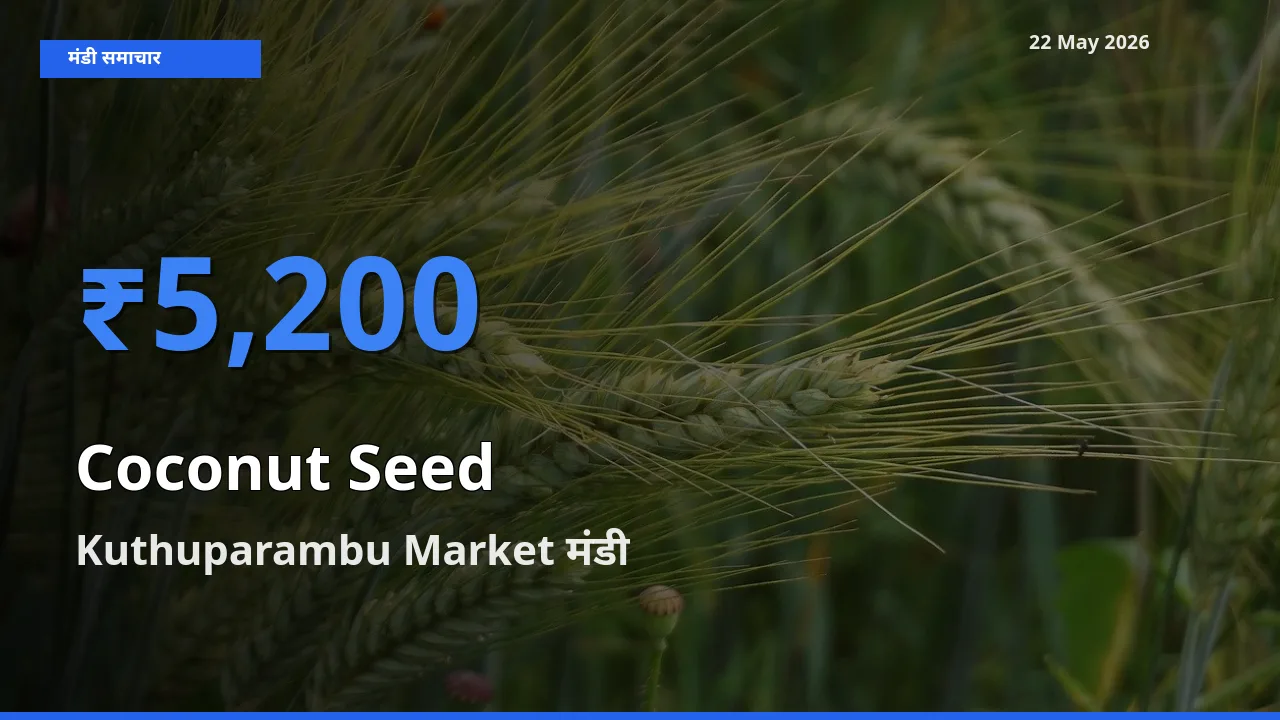 Kuthuparambu Market में नारियल का बीज का आज सबसे ऊँचा भाव