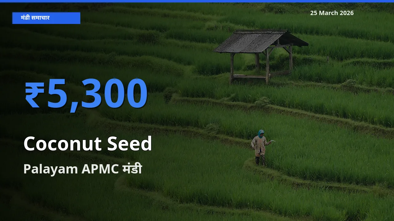 Palayam APMC में नारियल का बीज का आज सबसे ऊँचा भाव