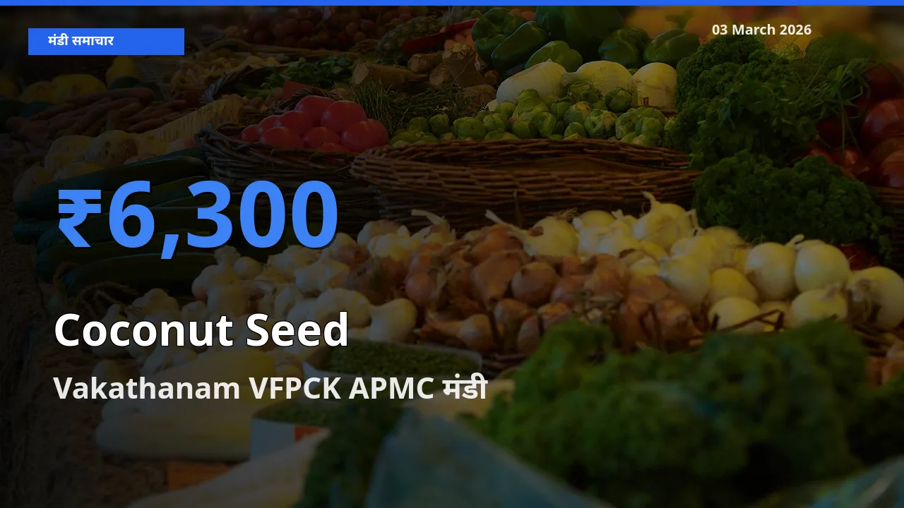 आज का मंडी भाव: नारियल का बीज के सबसे ज़्यादा दाम Vakathanam VFPCK APMC में
