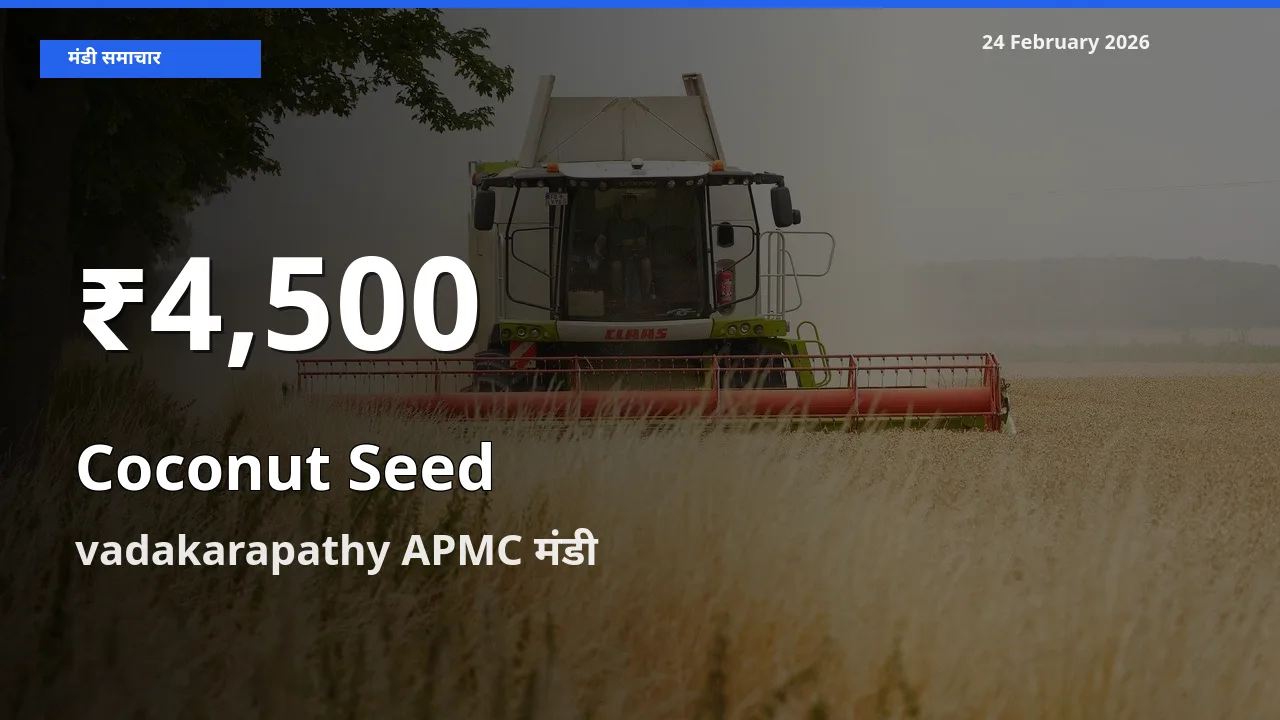 बाज़ार संकेत: Coconut Seed के भाव vadakarapathy APMC में 30 दिन के निचले स्तर पर