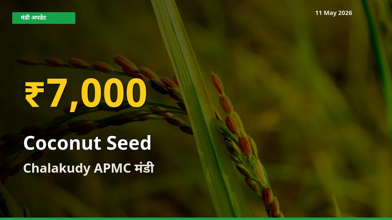 Chalakudy APMC में नारियल का बीज ₹7,000 पर पहुँचा – अब तक का उच्चतम भाव