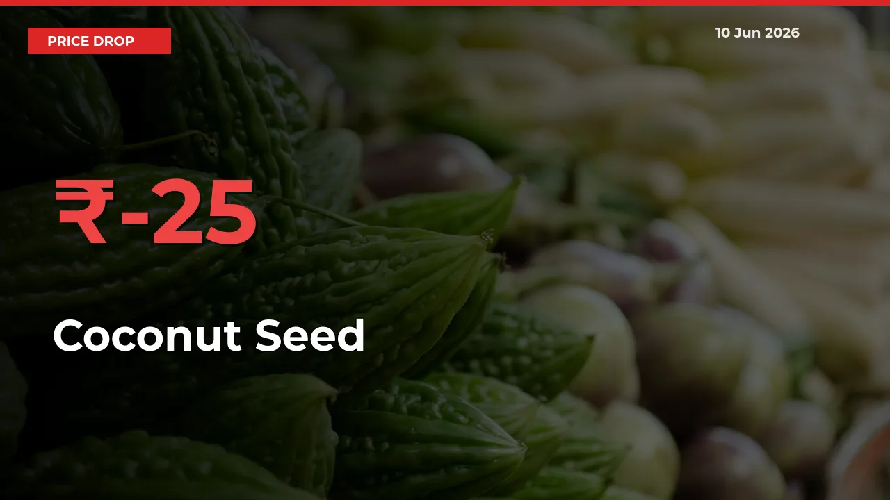 Coconut Seed Prices Drop 25.45% in 24 Hours at Major Mandis