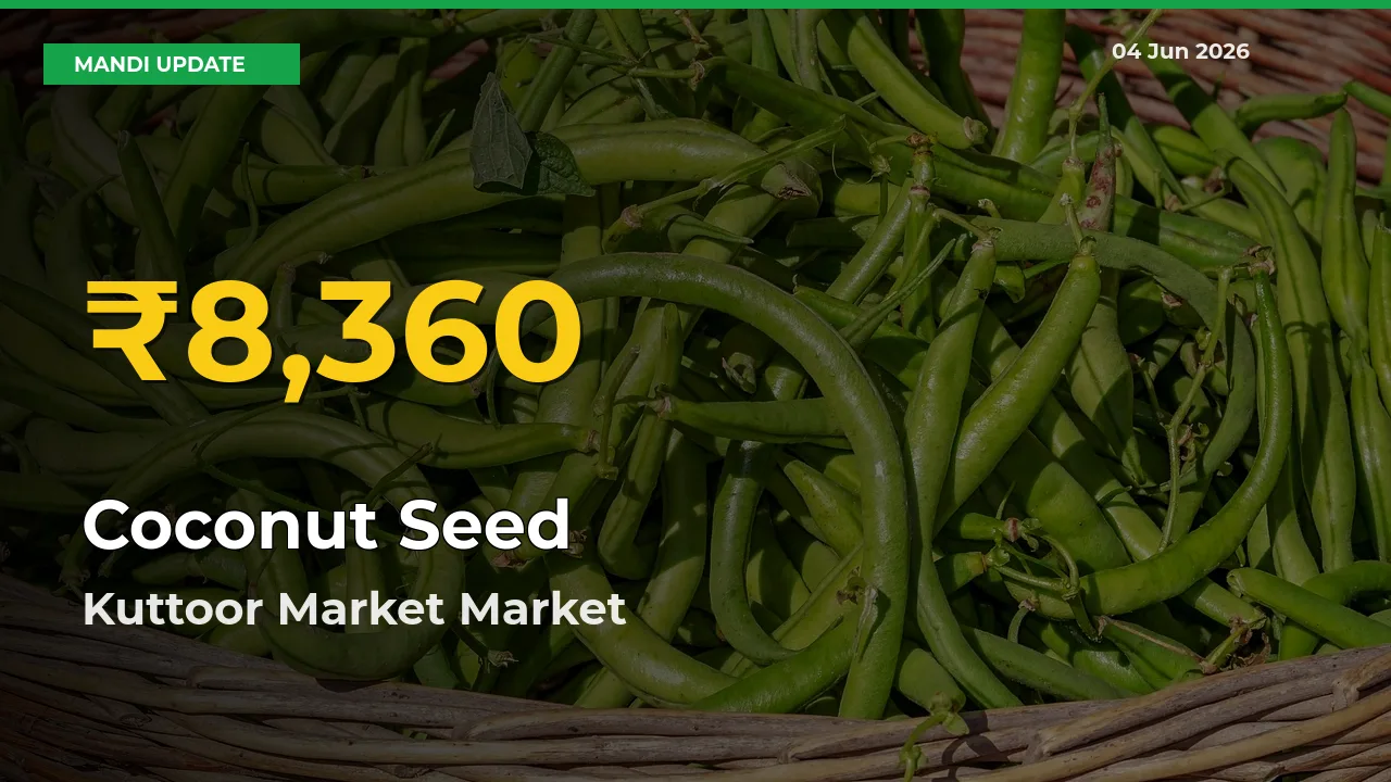 Why Coconut Seed Prices Are Climbing in Kuttoor Market – Today’s New High Explained