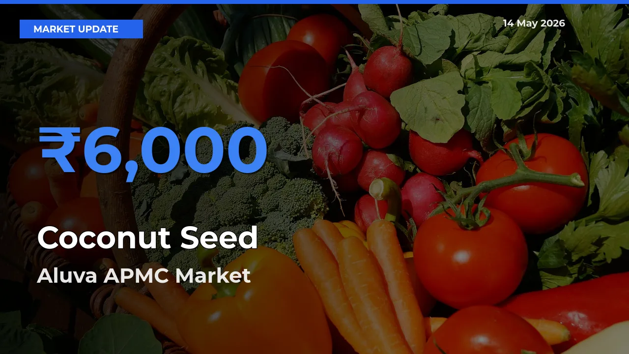 Top Performer! Aluva APMC Offers Best Coconut Seed Price Today