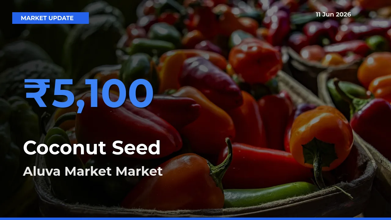 Aluva Market Offers ₹5,100 – Highest Coconut Seed Rate Today