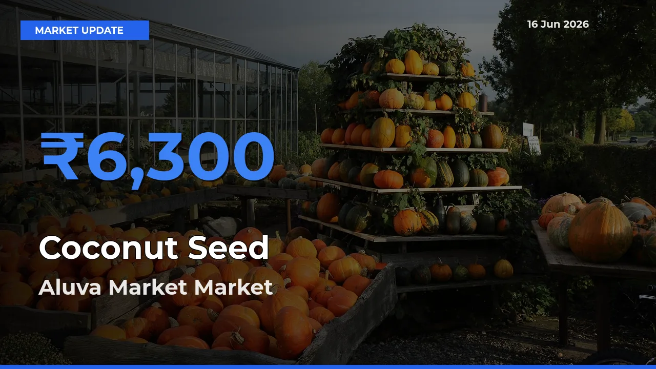 Aluva Market Records Highest ₹6,300 Rate for Coconut Seed