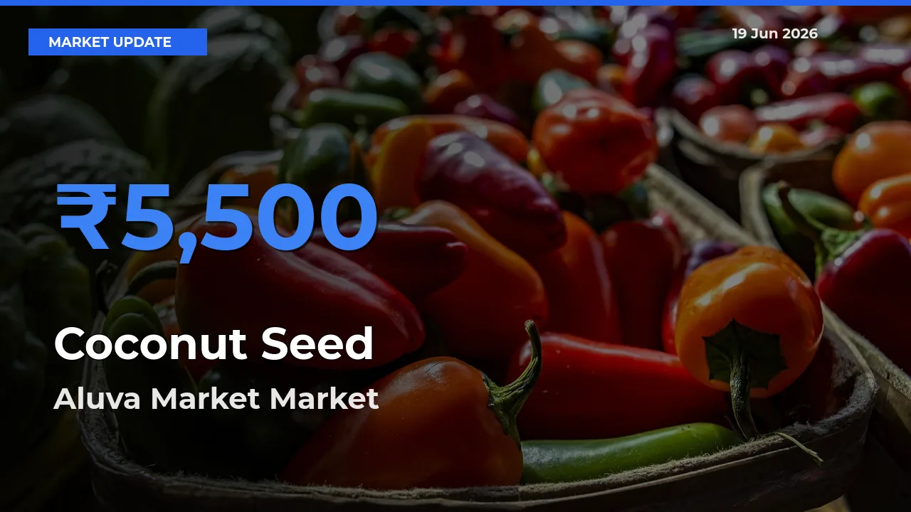 Aluva Market Tops Coconut Seed Rates – June 19 Market Update