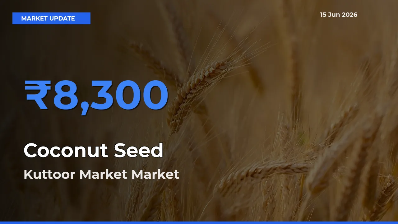 Kuttoor Market Offers ₹8,300 – Highest Coconut Seed Rate Today