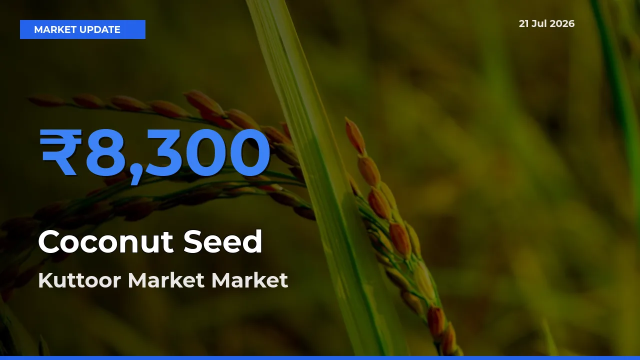 Kuttoor Market Tops Coconut Seed Rates – July 21 Market Update