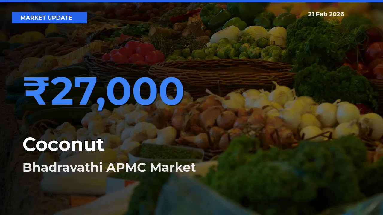 Bhadravathi APMC Records Highest ₹27,000 Rate for Coconut