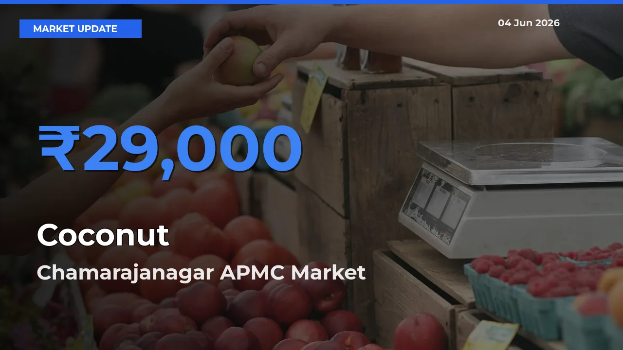 Top Performer! Chamarajanagar APMC Offers Best Coconut Price Today