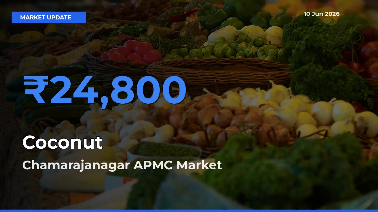 Market Watch: Chamarajanagar APMC Becomes Top Mandi for Coconut