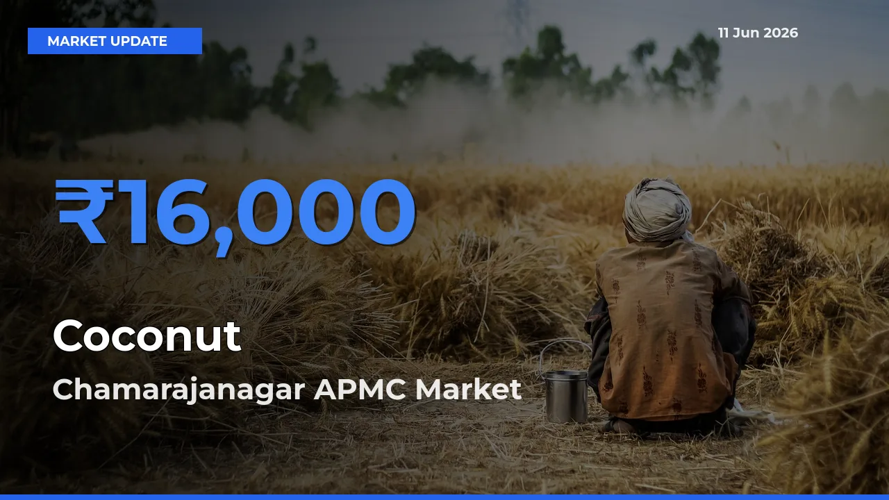 Chamarajanagar APMC Records Highest ₹16,000 Rate for Coconut