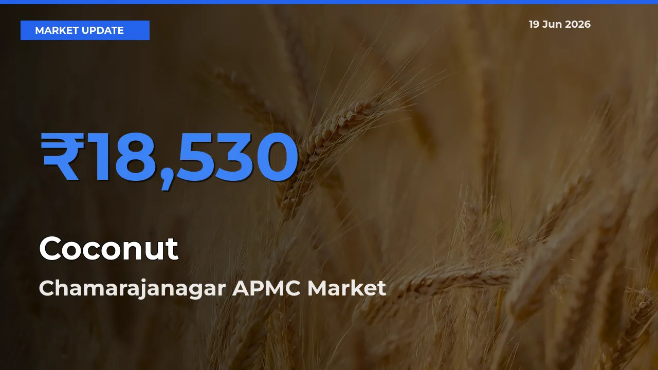 Chamarajanagar APMC Offers ₹18,530 – Highest Coconut Rate Today