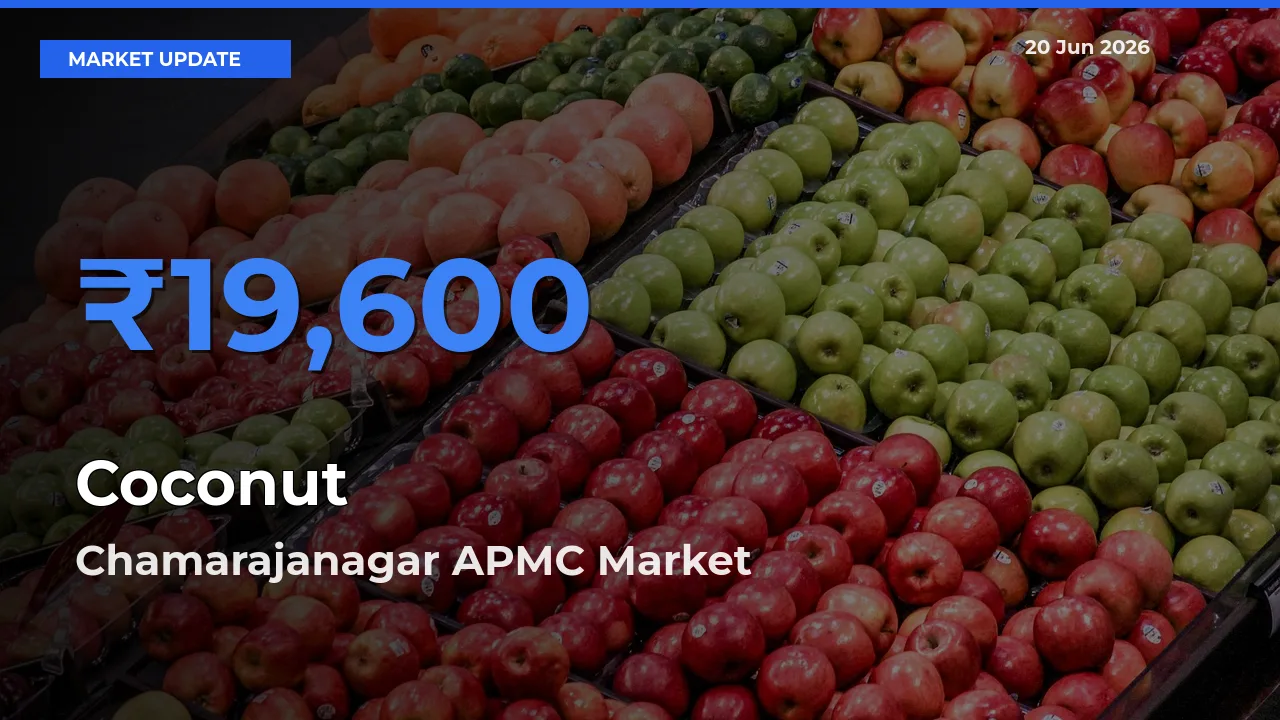 Farmers Prefer Chamarajanagar APMC as Coconut Hits Highest Rate