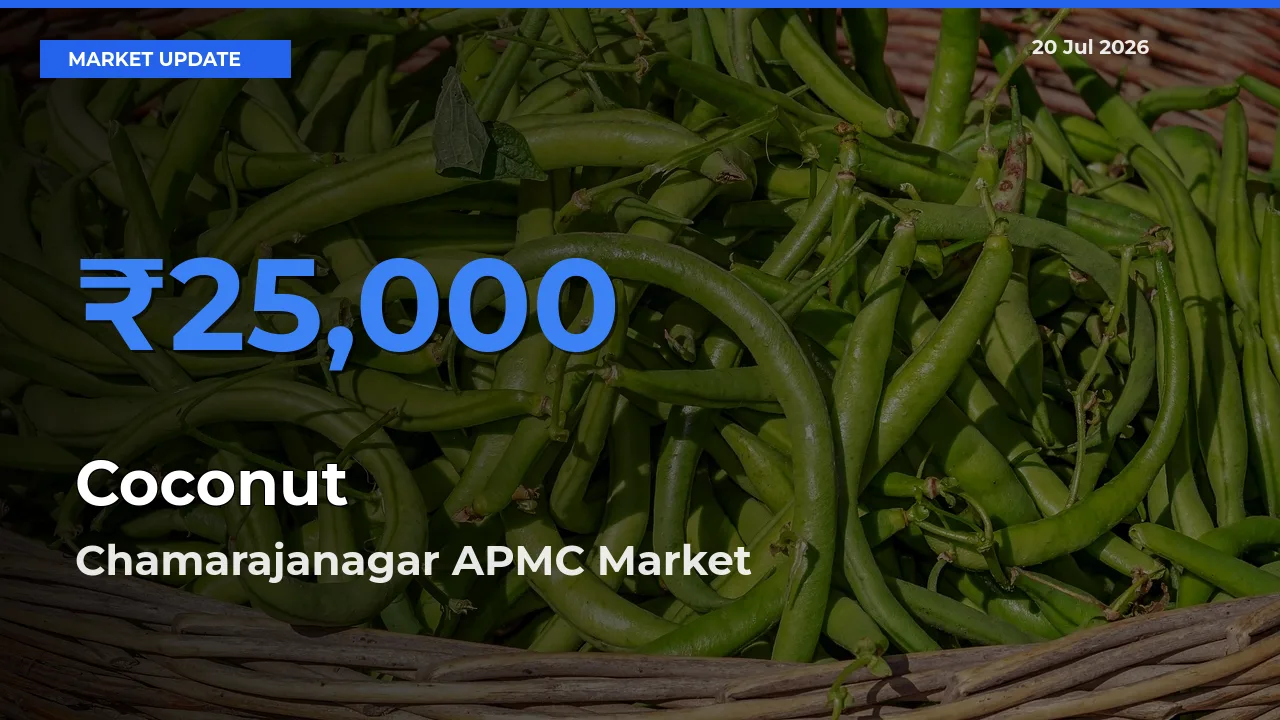Chamarajanagar APMC Tops Coconut Rates – July 20 Market Update