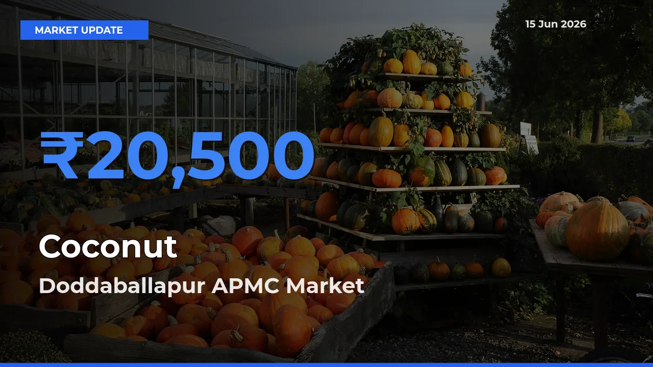 Doddaballapur APMC Tops Coconut Mandi Rates Today
