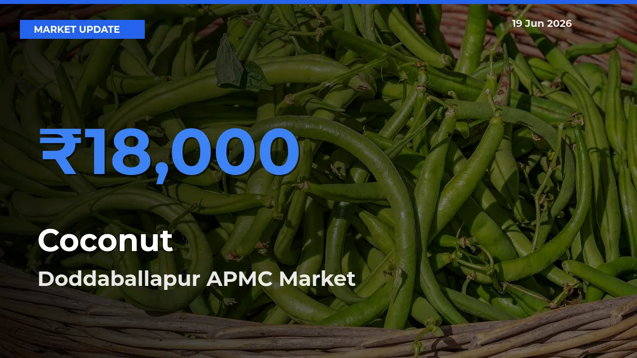 Doddaballapur APMC Records Highest ₹18,000 Rate for Coconut