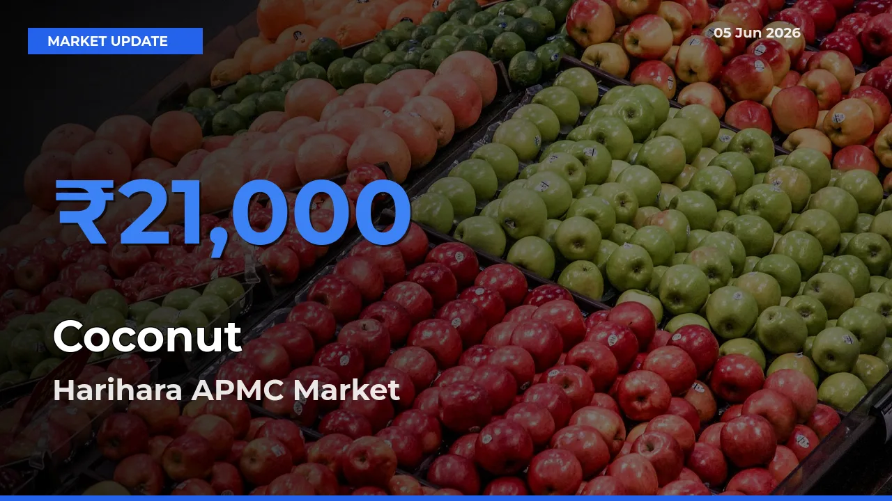 Coconut Mandi Rate Today: Harihara APMC Tops the List
