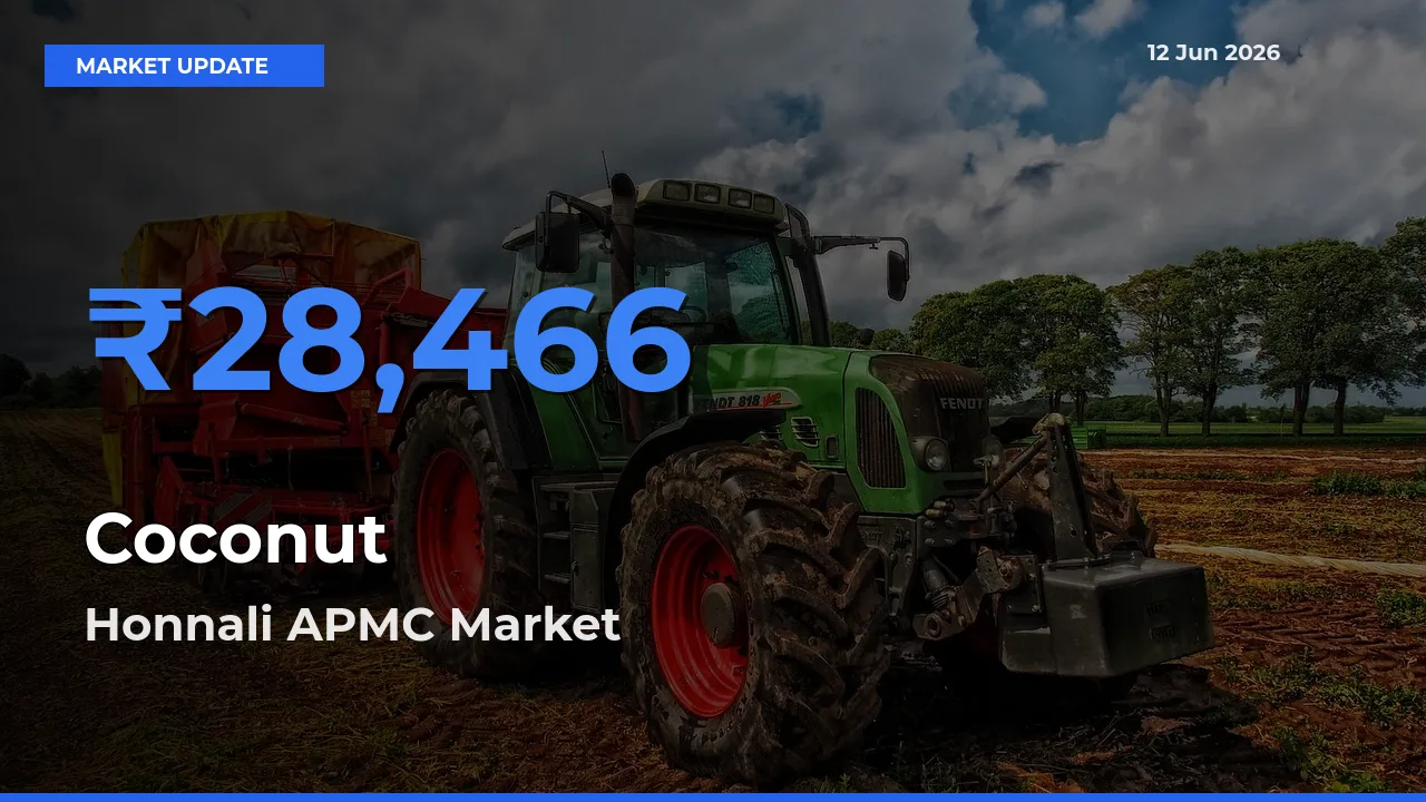 Farmers Prefer Honnali APMC as Coconut Hits Highest Rate