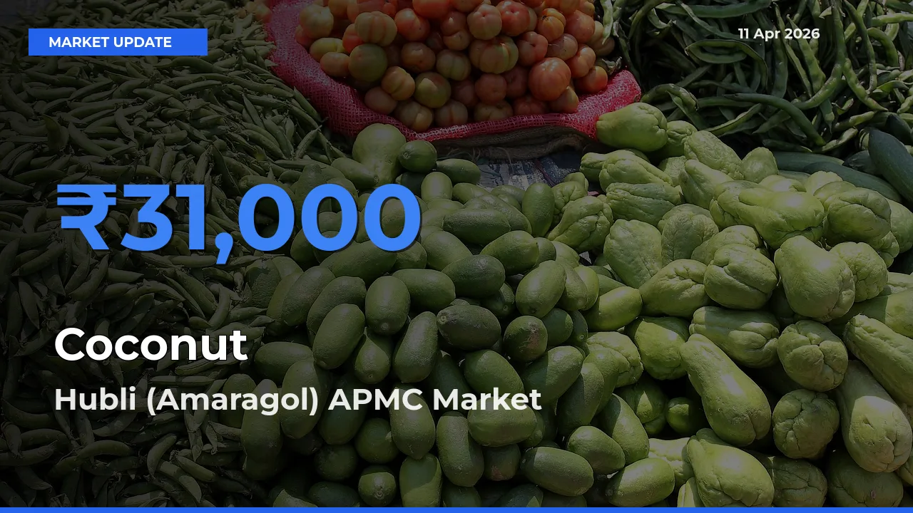 Farmers Prefer Hubli (Amaragol) APMC as Coconut Hits Highest Rate