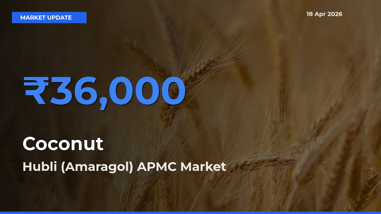 Hubli (Amaragol) APMC Emerges as Top Mandi for Coconut Prices Today
