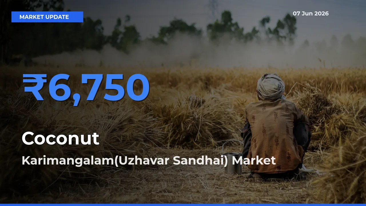 Karimangalam(Uzhavar Sandhai) Tops Coconut Mandi Rates Today