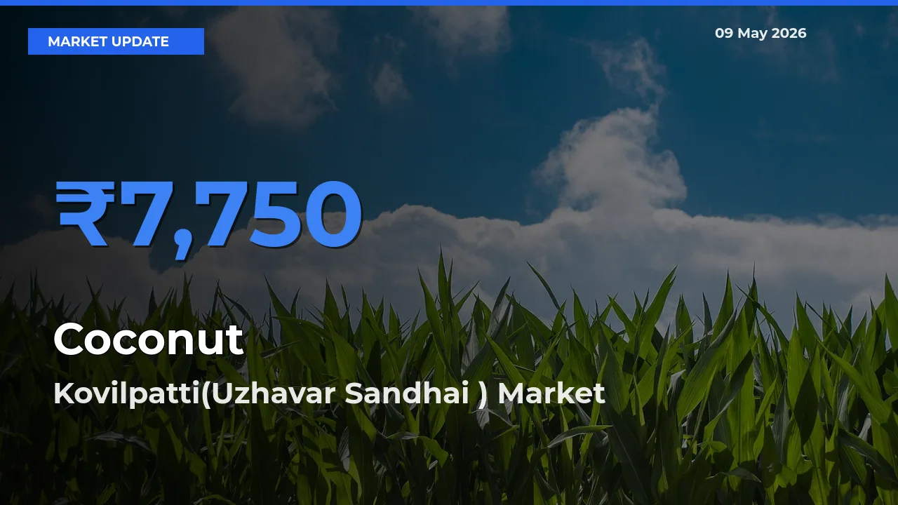 Top Performer! Kovilpatti(Uzhavar Sandhai ) Offers Best Coconut Price Today