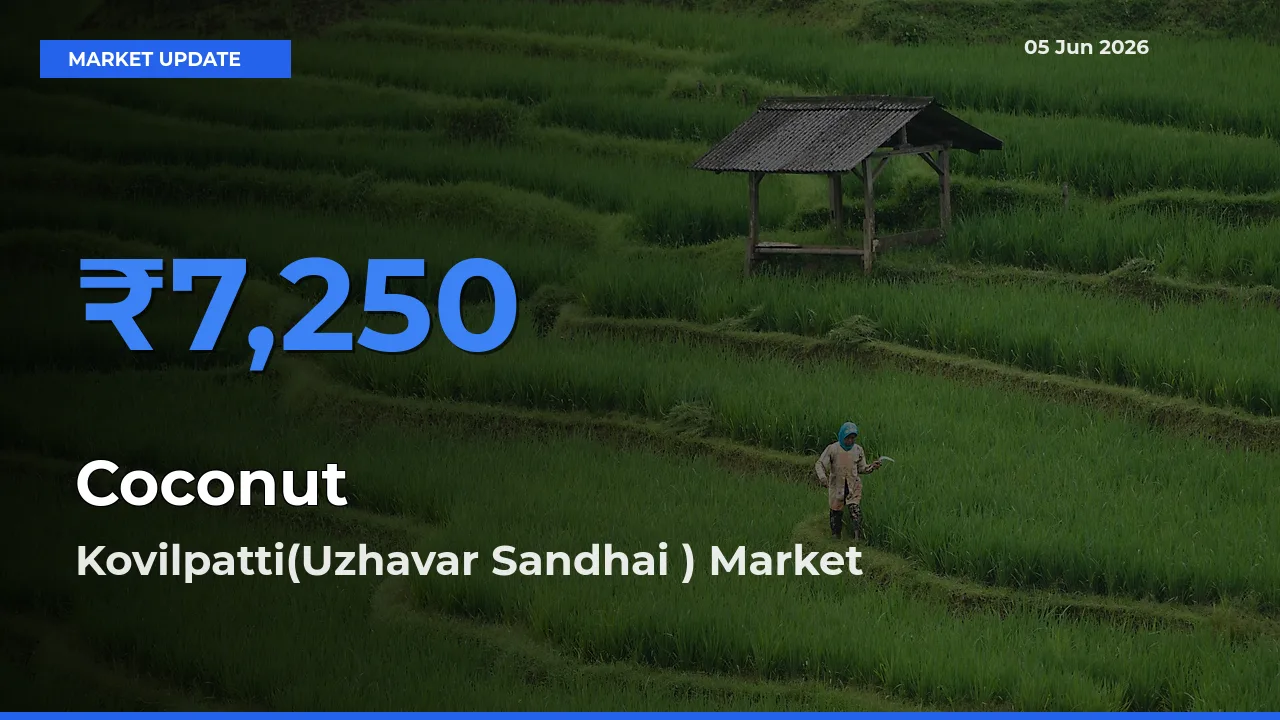 Kovilpatti(Uzhavar Sandhai ) Records Highest ₹7,250 Rate for Coconut