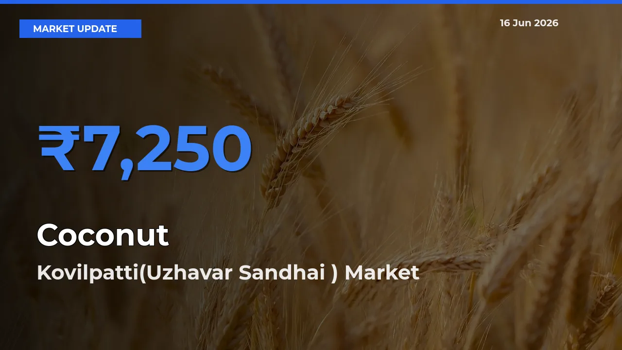Farmers Prefer Kovilpatti(Uzhavar Sandhai ) as Coconut Hits Highest Rate