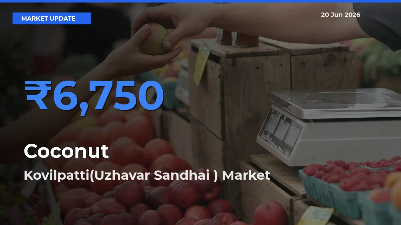 Top Performer! Kovilpatti(Uzhavar Sandhai ) Offers Best Coconut Price Today