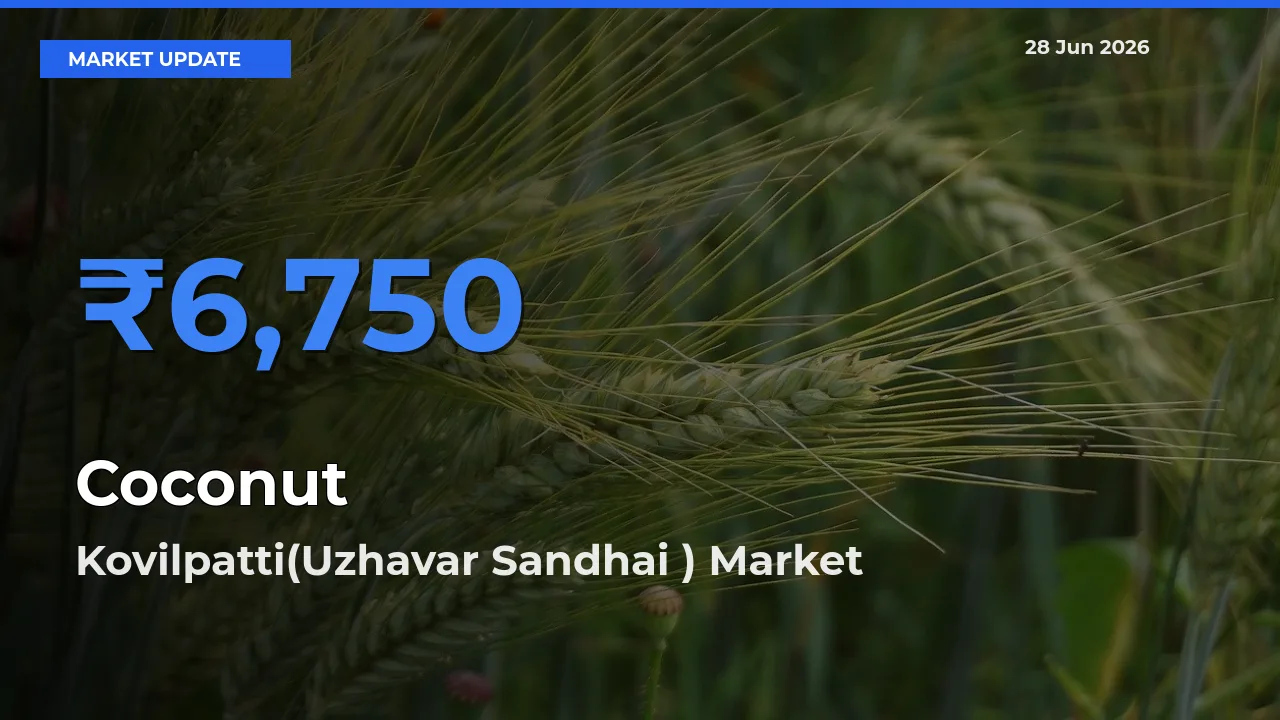 Kovilpatti(Uzhavar Sandhai ) Leads as Top Mandi for Coconut Prices