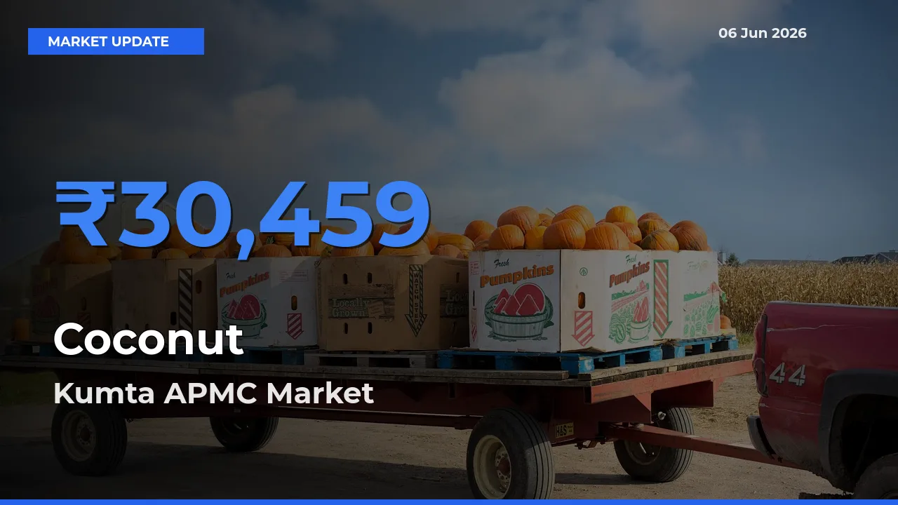 Kumta APMC Offers ₹30,459 – Highest Coconut Rate Today