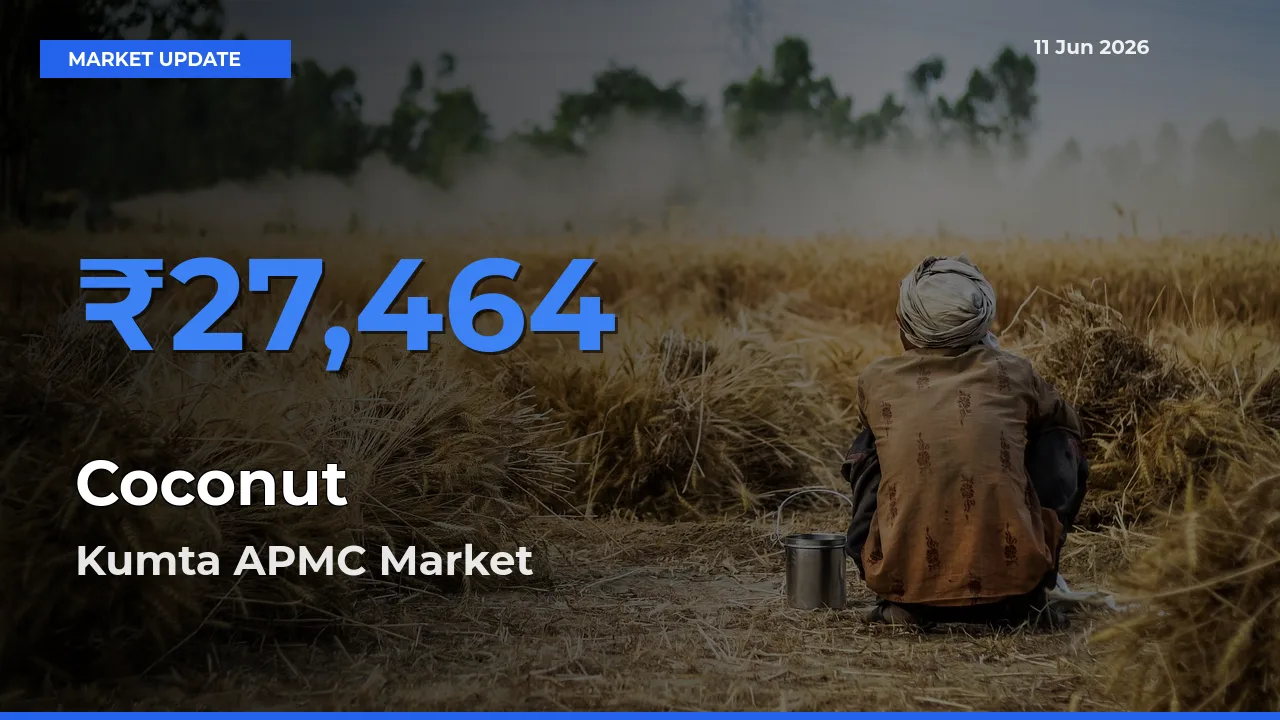 Market Watch: Kumta APMC Becomes Top Mandi for Coconut