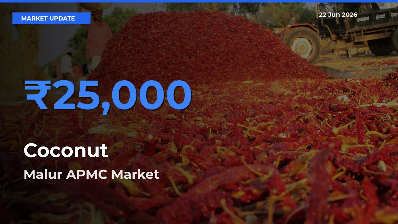 Malur APMC Tops Coconut Rates – June 22 Market Update