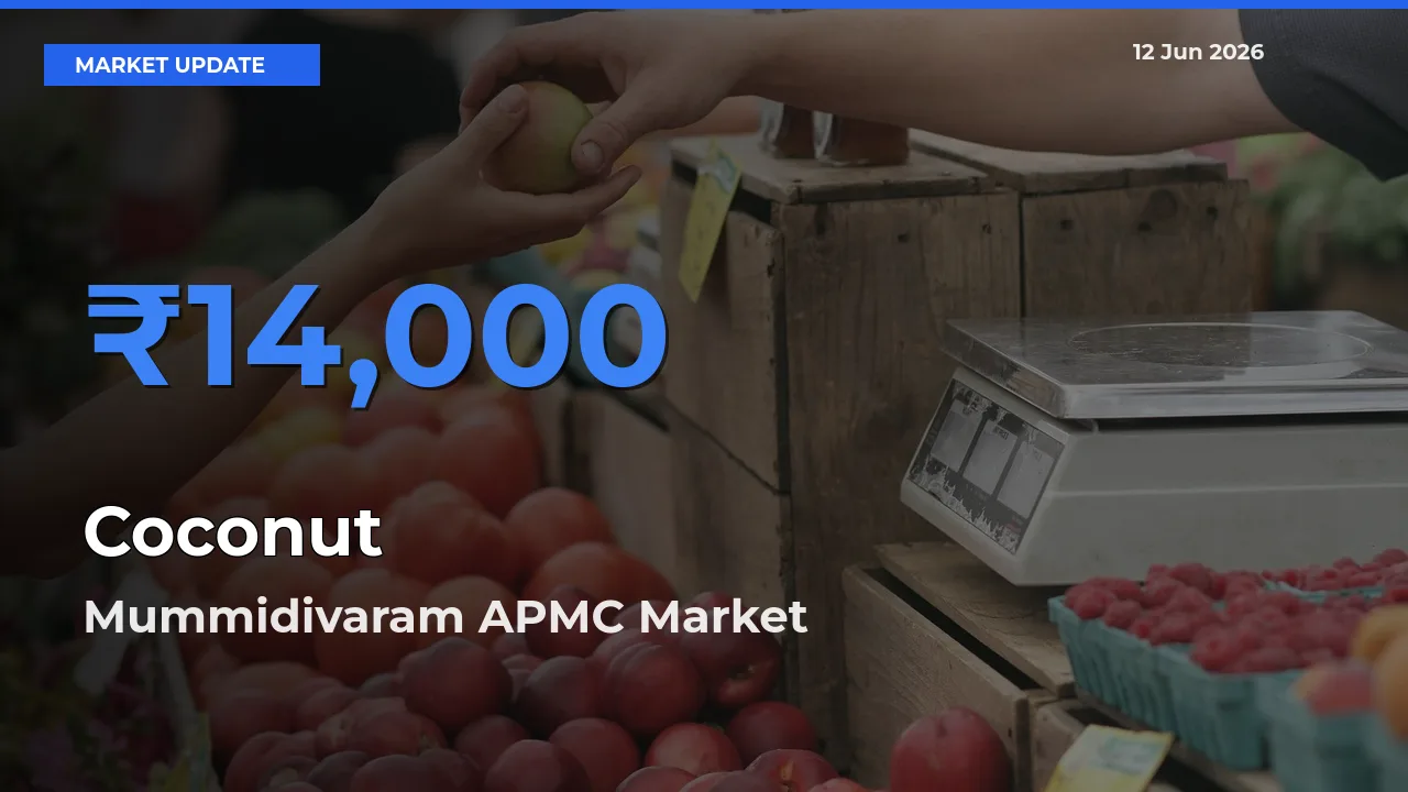 Mummidivaram APMC Emerges as Top Mandi for Coconut Prices Today