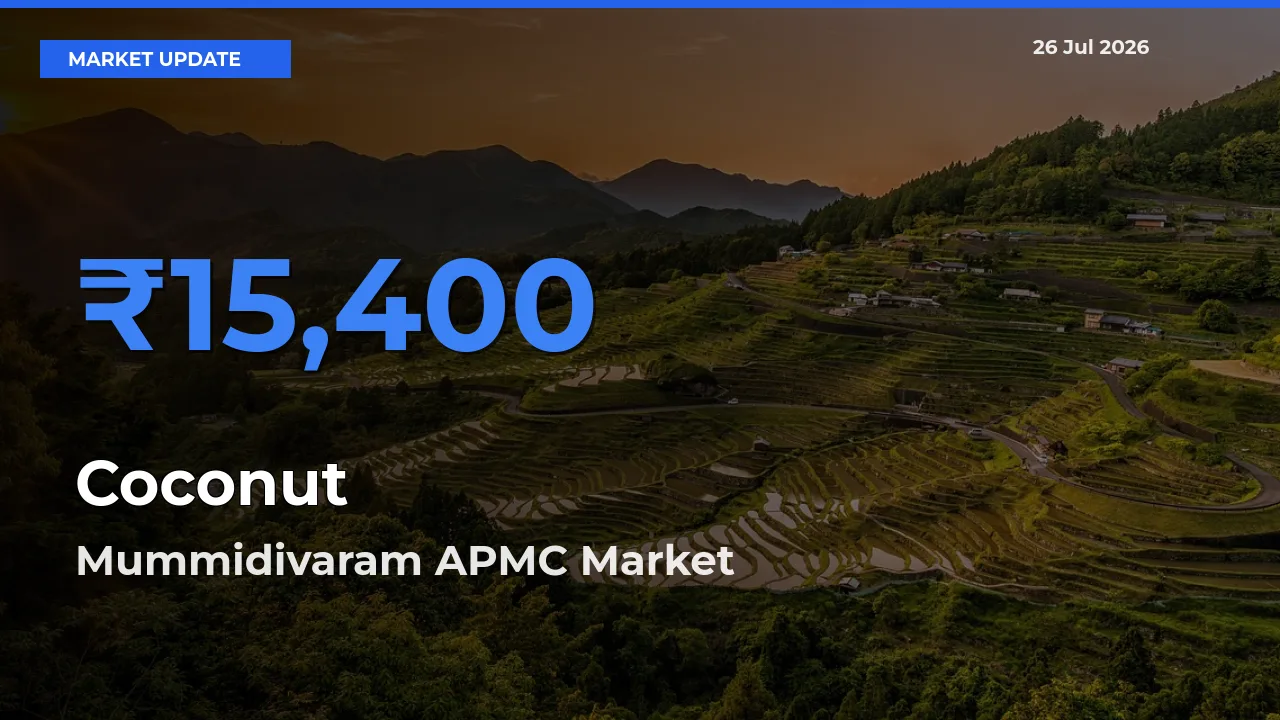 Farmers Prefer Mummidivaram APMC as Coconut Hits Highest Rate