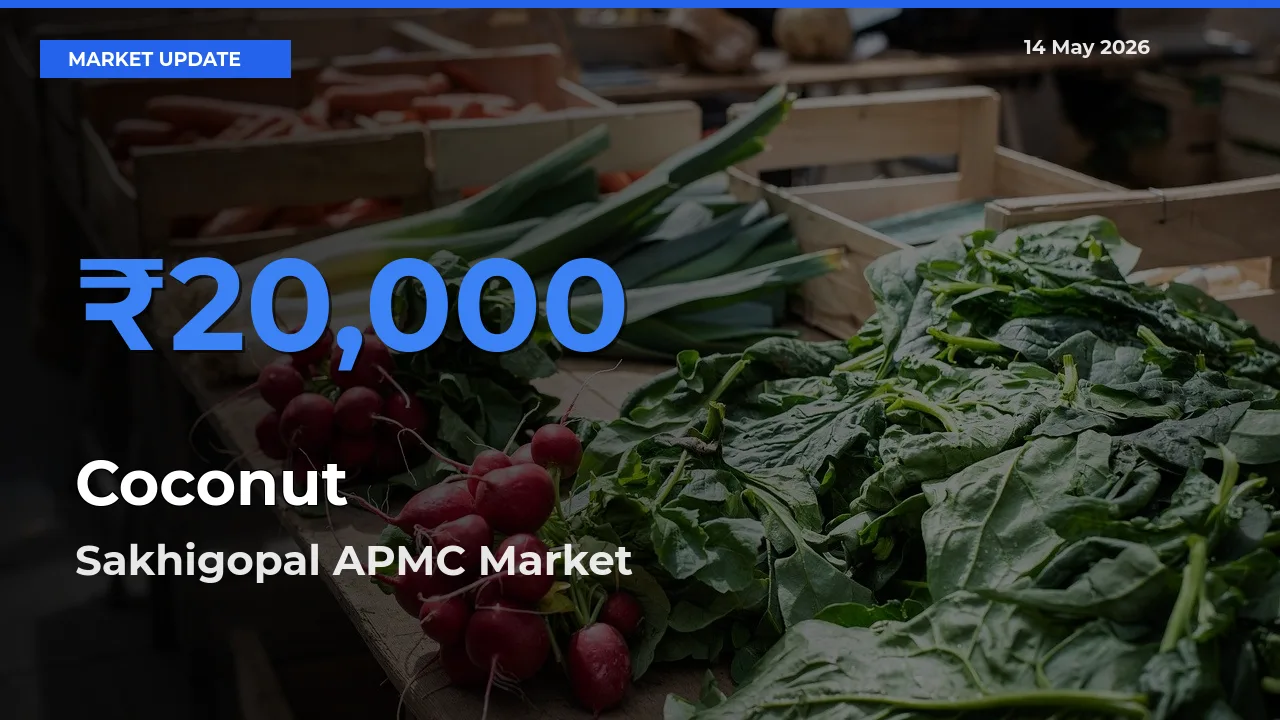 Market Watch: Sakhigopal APMC Becomes Top Mandi for Coconut