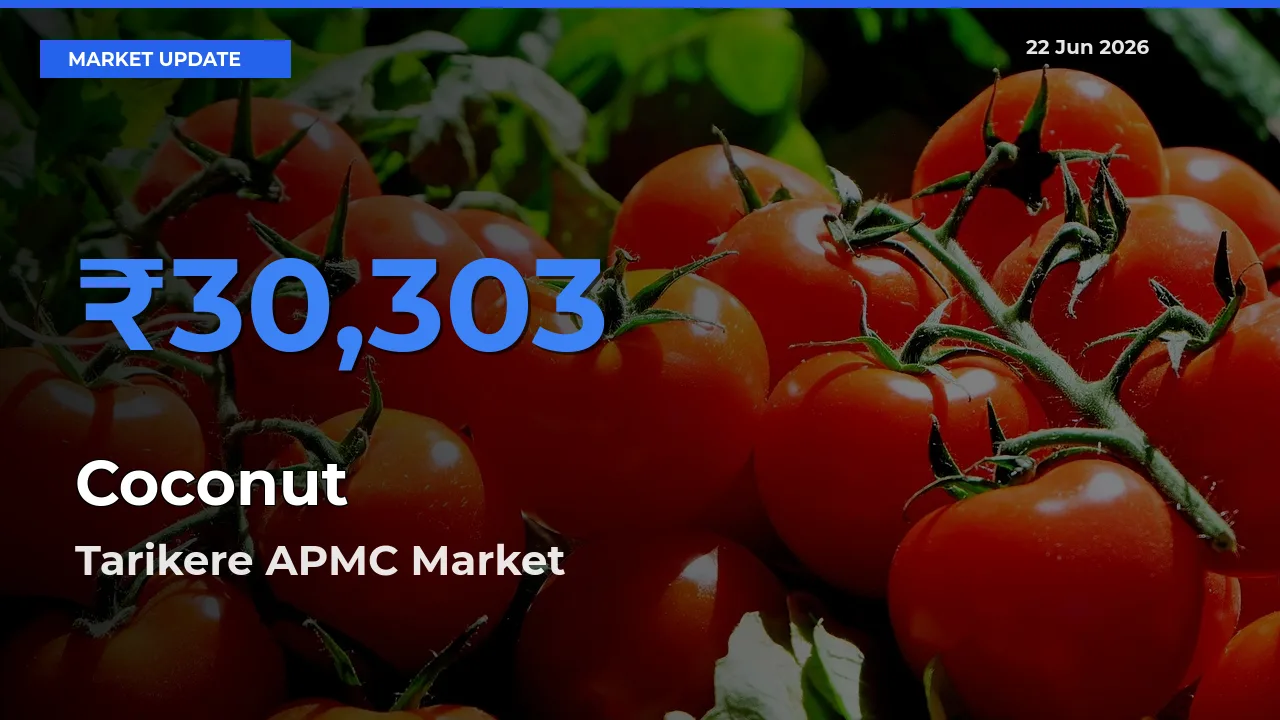 Top Performer! Tarikere APMC Offers Best Coconut Price Today
