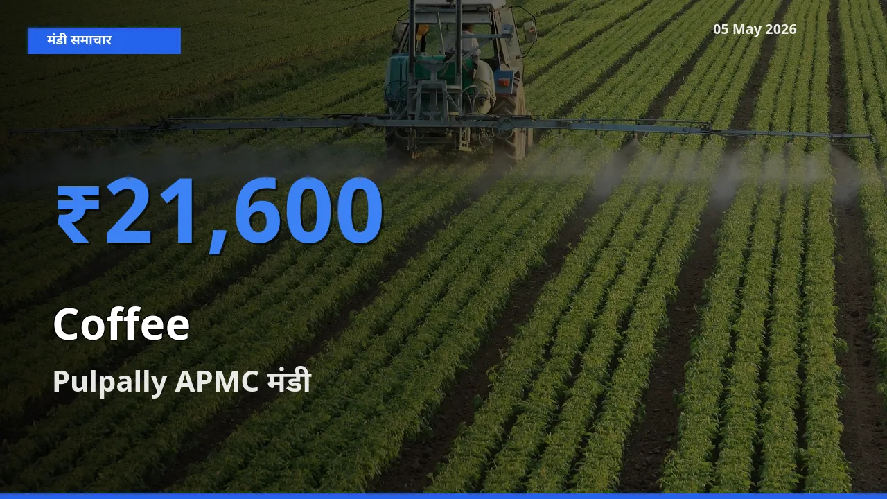 आज का मंडी भाव: कॉफी के सबसे ज़्यादा दाम Pulpally APMC में