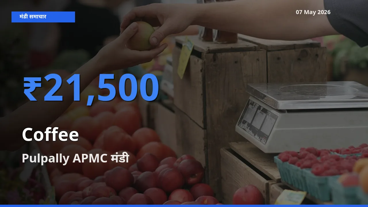Pulpally APMC मंडी में कॉफी ₹21,500 पर पहुँचा – आज का सर्वोच्च भाव