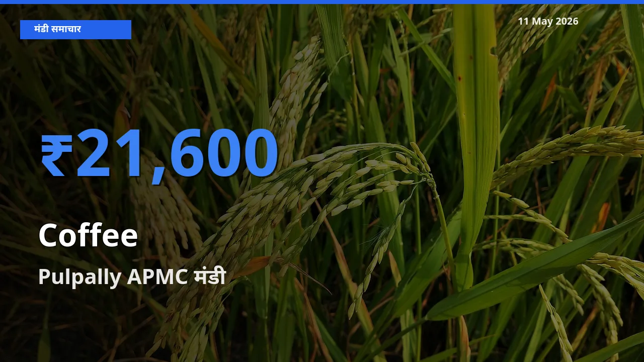 Pulpally APMC मंडी में कॉफी ₹21,600 पर पहुँचा – आज का सर्वोच्च भाव