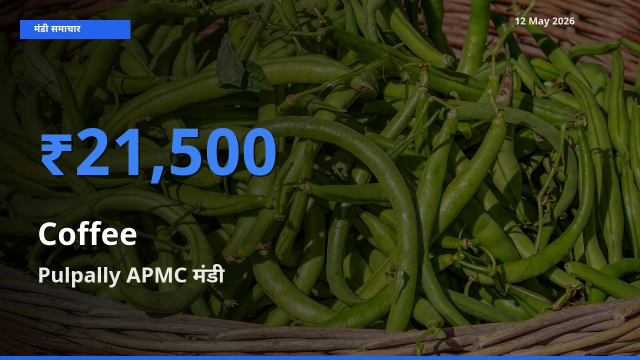Pulpally APMC मंडी में आज कॉफी के सबसे ऊँचे दाम दर्ज