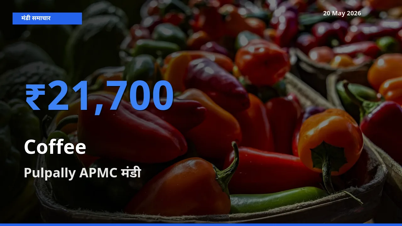 आज का मंडी भाव: कॉफी के सबसे ज़्यादा दाम Pulpally APMC में