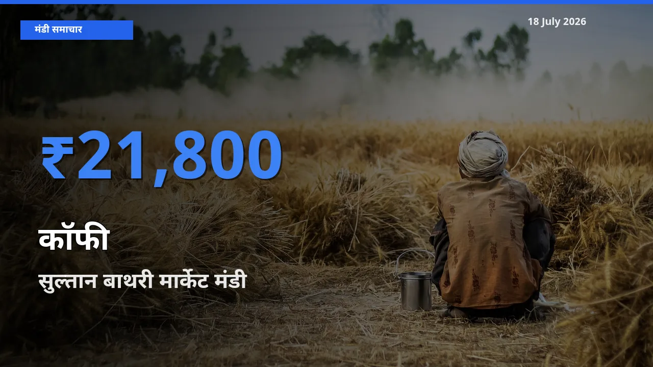 18 July अपडेट: कॉफी के सबसे ऊँचे दाम सुल्तान बाथरी मार्केट मंडी में